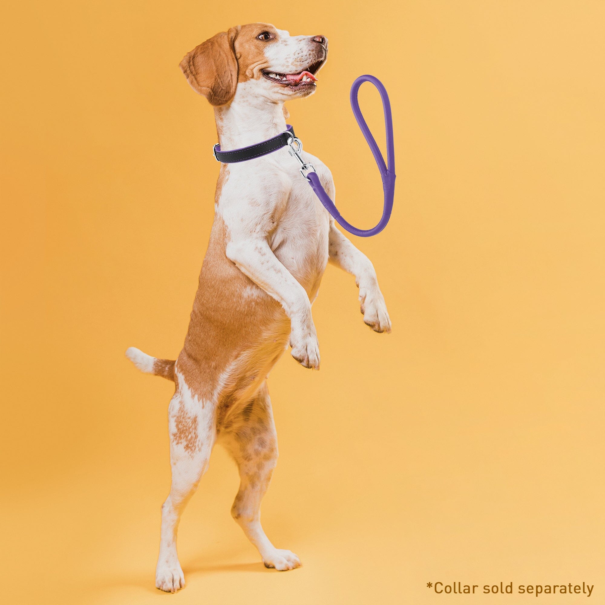 Msdfvs | Soft Leather Round Traffic Lead – Urban Control, Training & Outdoor Adventures