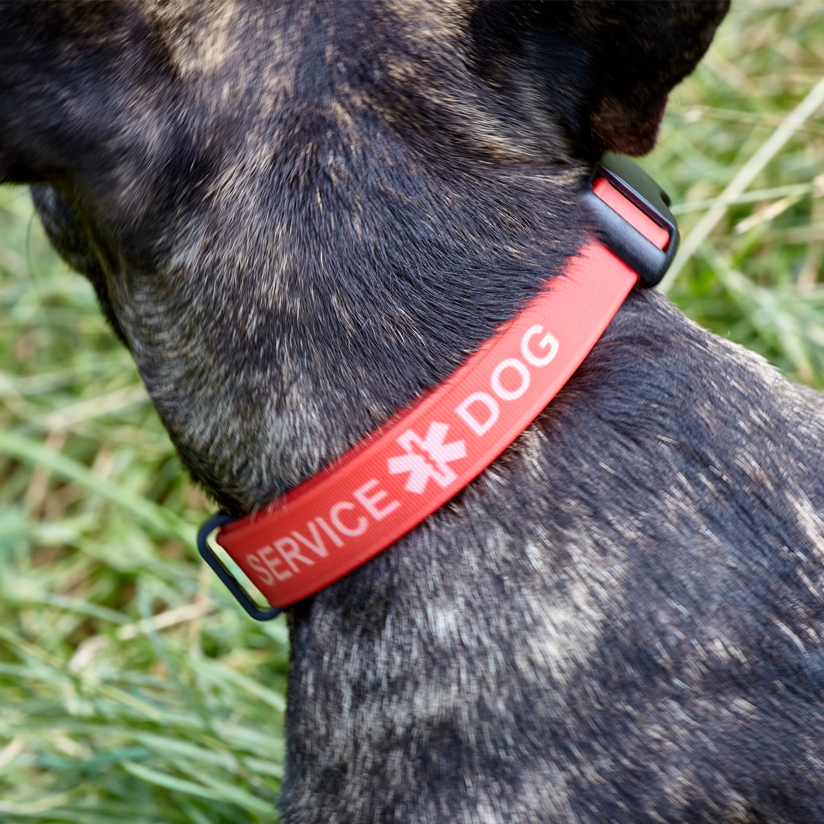 Msdfvs | Biothane Service Dog Collar or Leash – Training, Urban Control & Outdoor Adventures