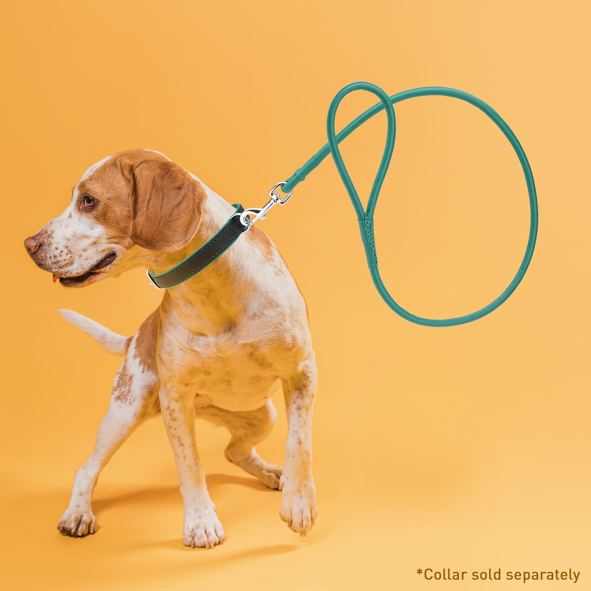 Msdfvs | Soft Leather Round Dog Lead – Urban Walks, Training & Outdoor Adventures