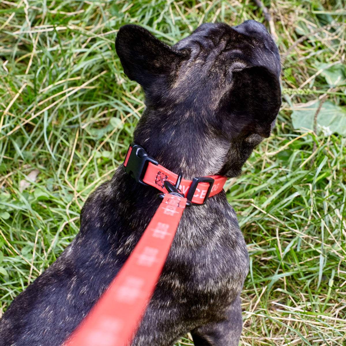 Msdfvs | Biothane Service Dog Collar or Leash – Training, Urban Control & Outdoor Adventures