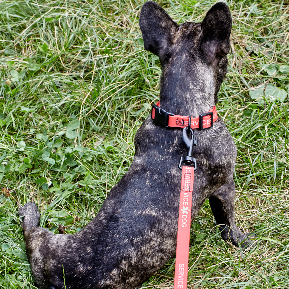 Msdfvs | Biothane Service Dog Collar or Leash – Training, Urban Control & Outdoor Adventures