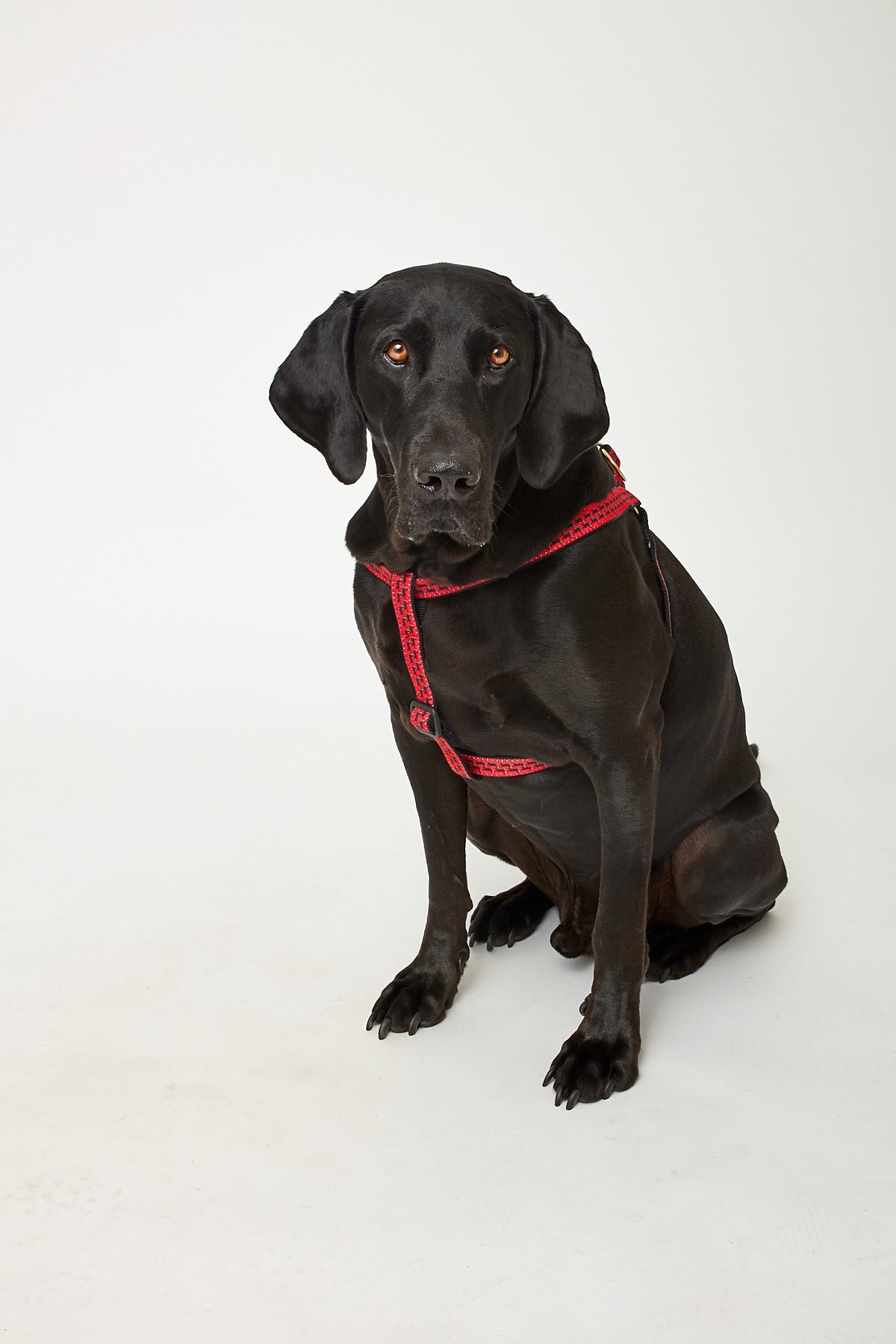 Msdfvs | Mini Dog Print Harness for Small & Medium Dogs – Training, Walks & Outdoor Fun