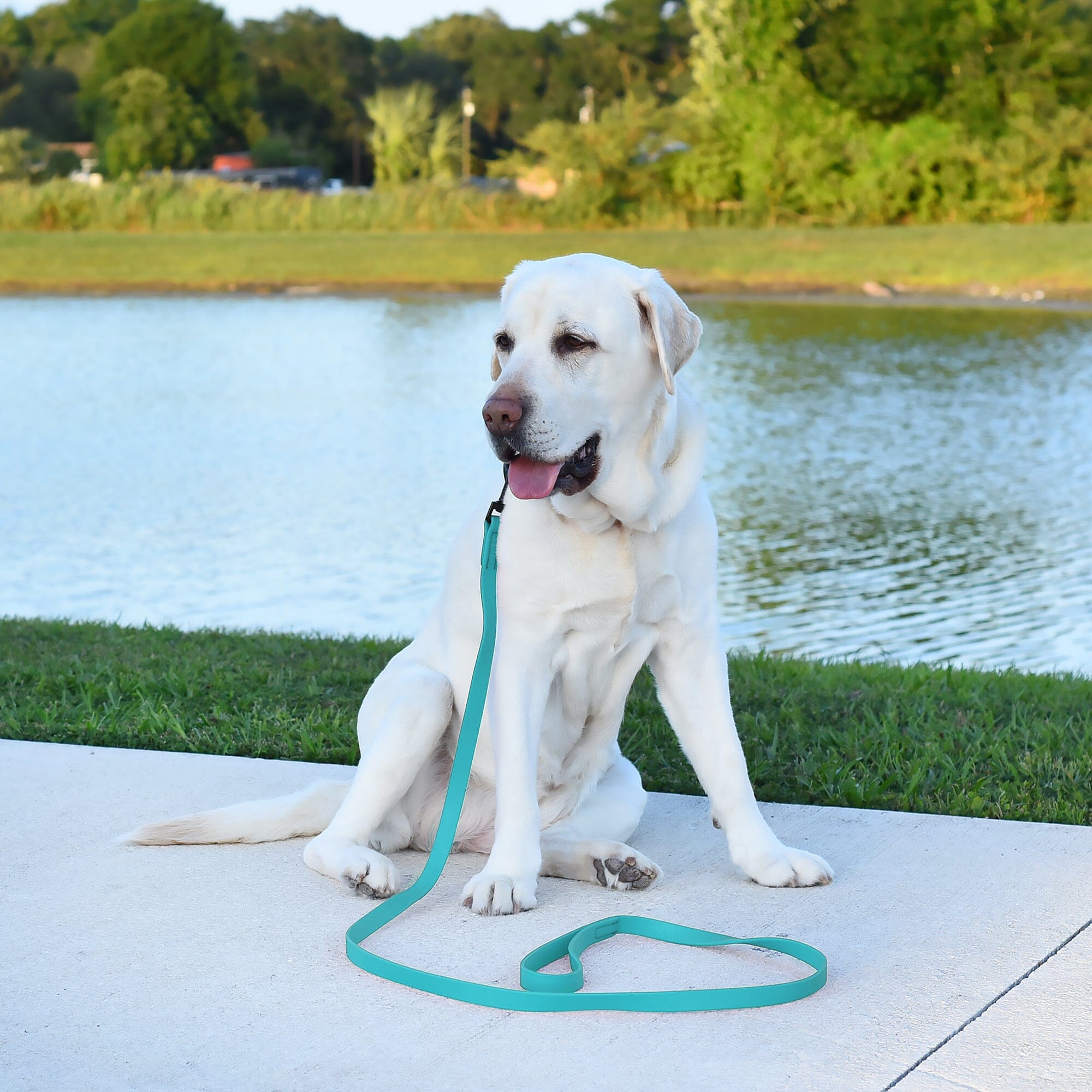 Msdfvs | 6ft Biothane Waterproof Dog Leash – Urban Walks, Outdoor Adventures & Travel Ready