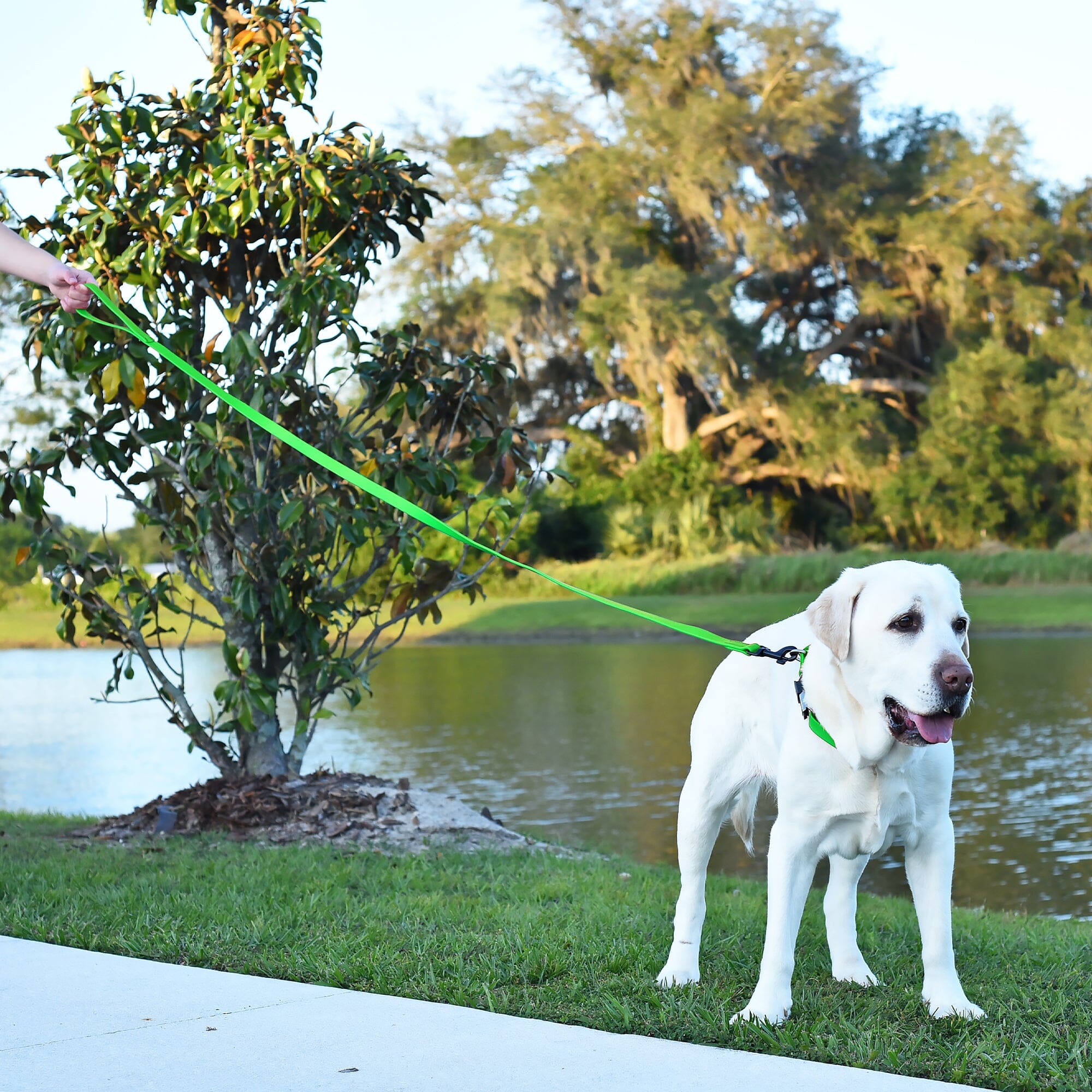 Msdfvs | 6ft Biothane Waterproof Dog Leash – Urban Walks, Outdoor Adventures & Travel Ready