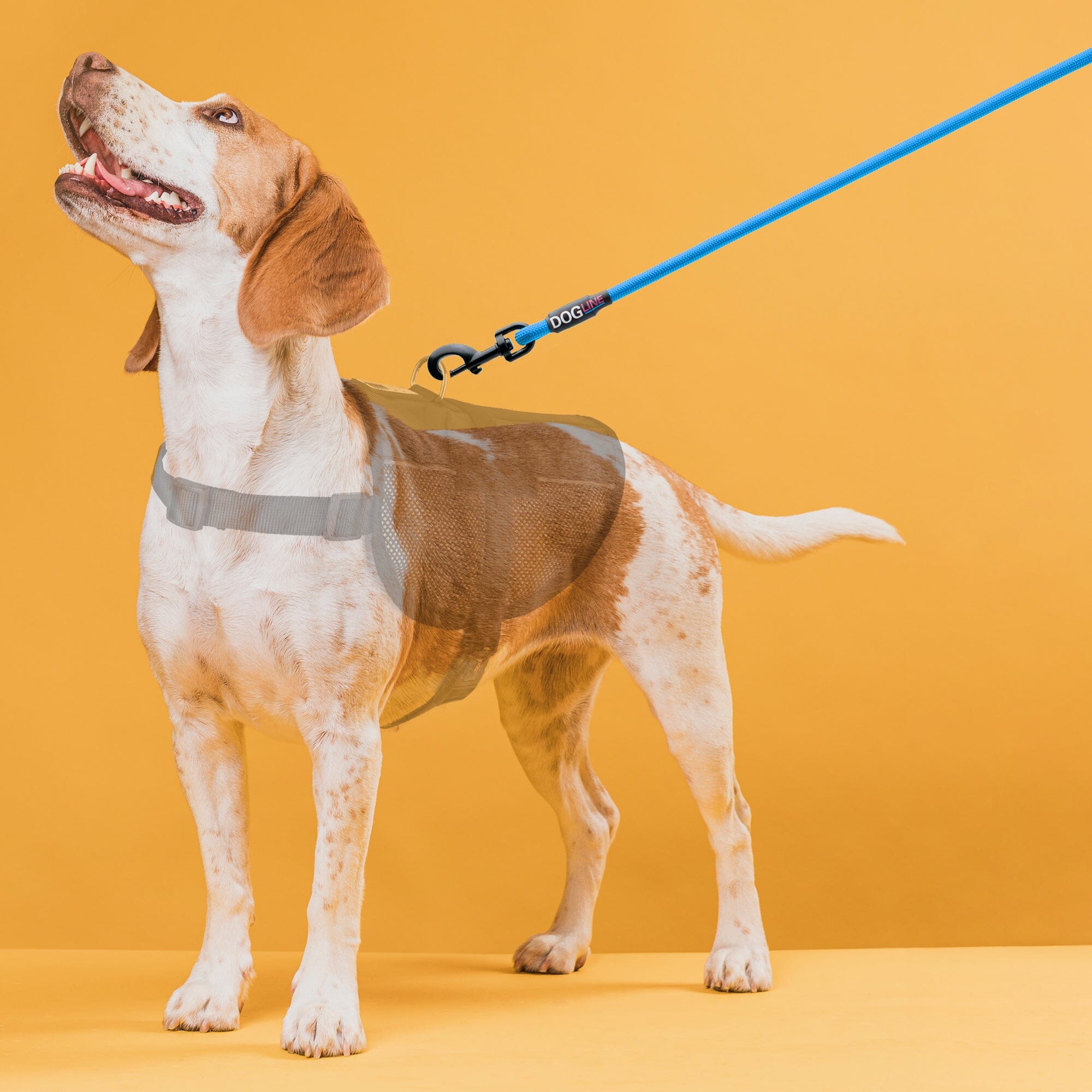 Msdfvs | Round Nylon Dog Lead for Small & Medium Dogs – Durable Everyday Pet Leash, Comfortable Grip