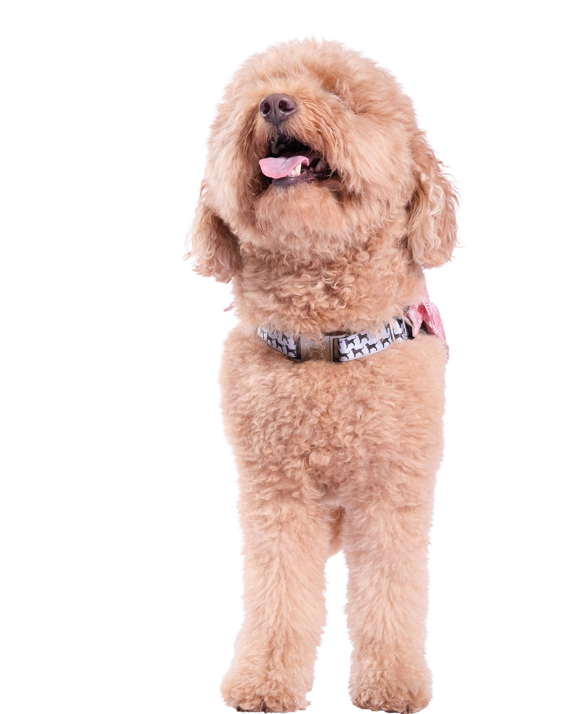 Msdfvs | Mesh Dog Harness for Small & Medium Dogs – Adjustable Comfort Harness, Lightweight Everyday Use