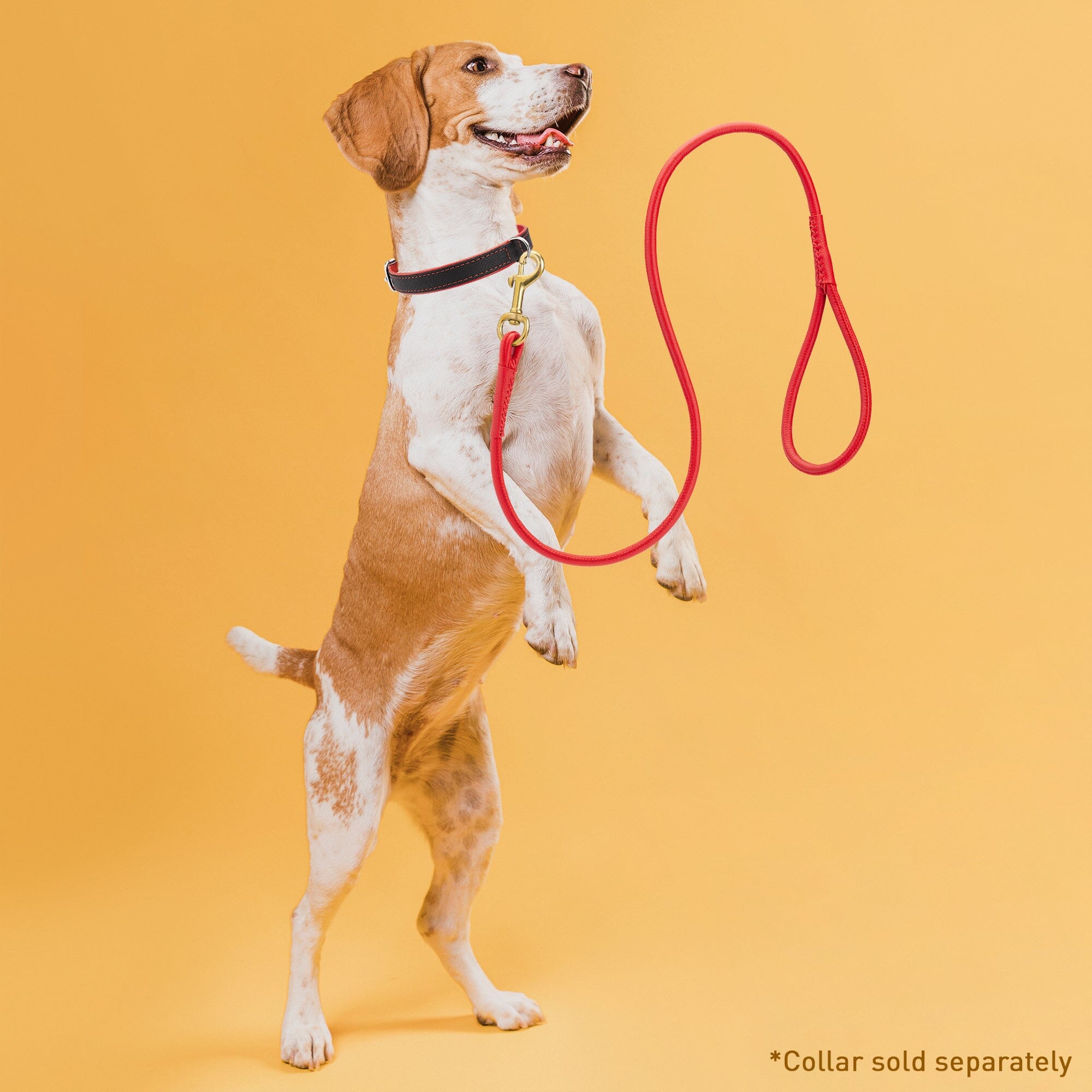 Msdfvs | Rolled Leather Dog Leash with Brass Snap Hook – Urban Strolls, Travel, & Elegant Control