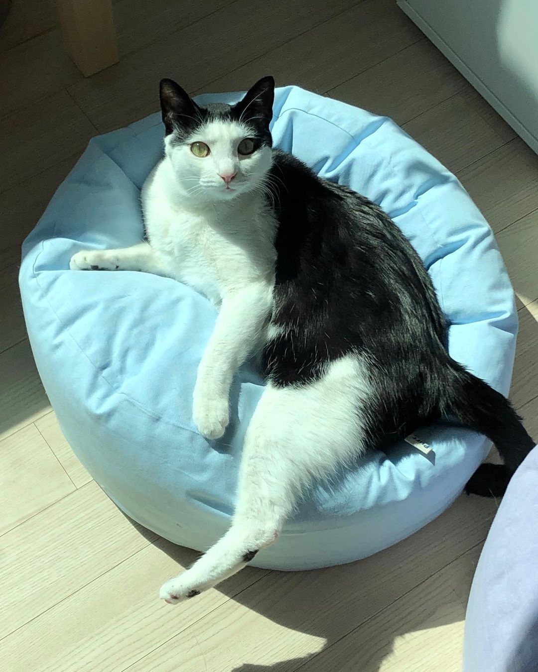 Msdfvs | Sky Blue Pet Pouf Cushion for Open Indoor Living Spaces