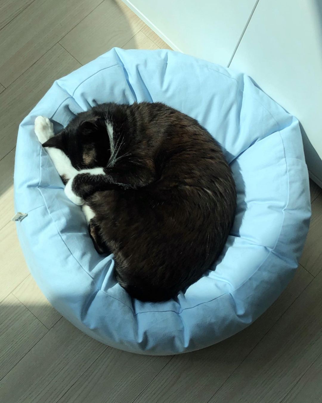 Msdfvs | Sky Blue Pet Pouf Cushion for Open Indoor Living Spaces