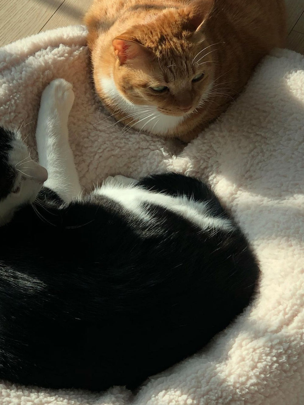 Msdfvs | Sherpa Surface Pet Pouf Cushion for Textured Indoor Spaces