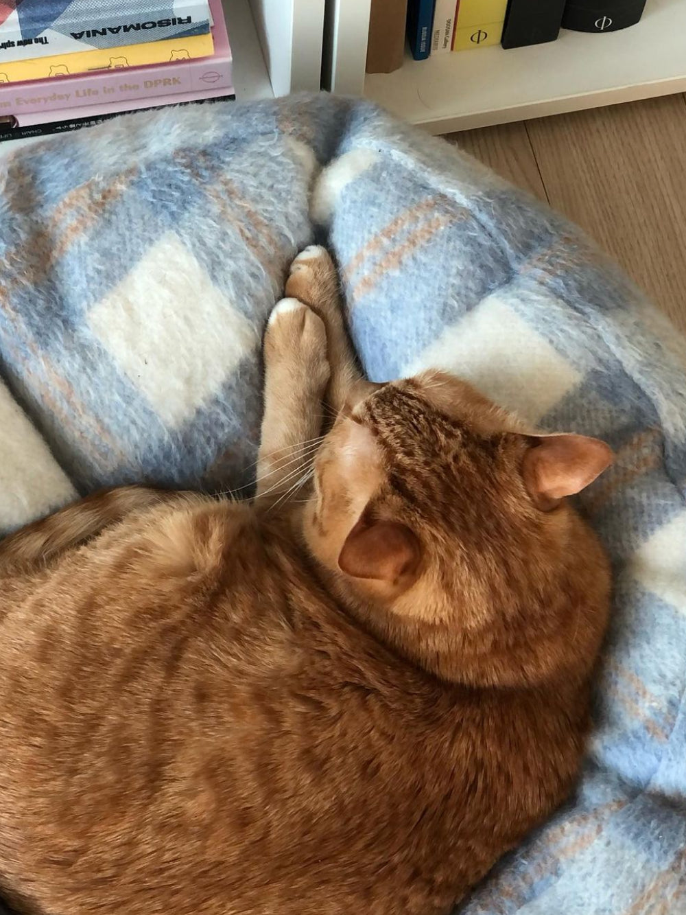 Msdfvs | Plaid Pattern Pet Pouf Cushion for Defined Indoor Pet Zones