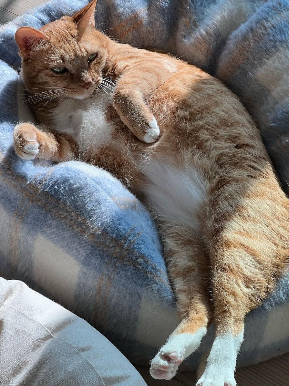 Msdfvs | Plaid Pattern Pet Pouf Cushion for Defined Indoor Pet Zones