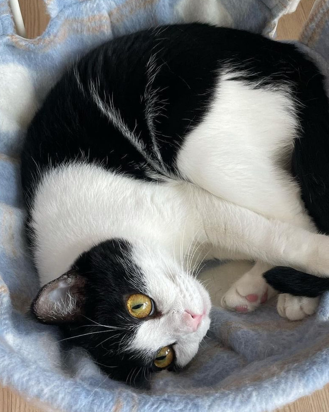 Msdfvs | Plaid Pattern Pet Hammock for Visually Defined Indoor Spaces