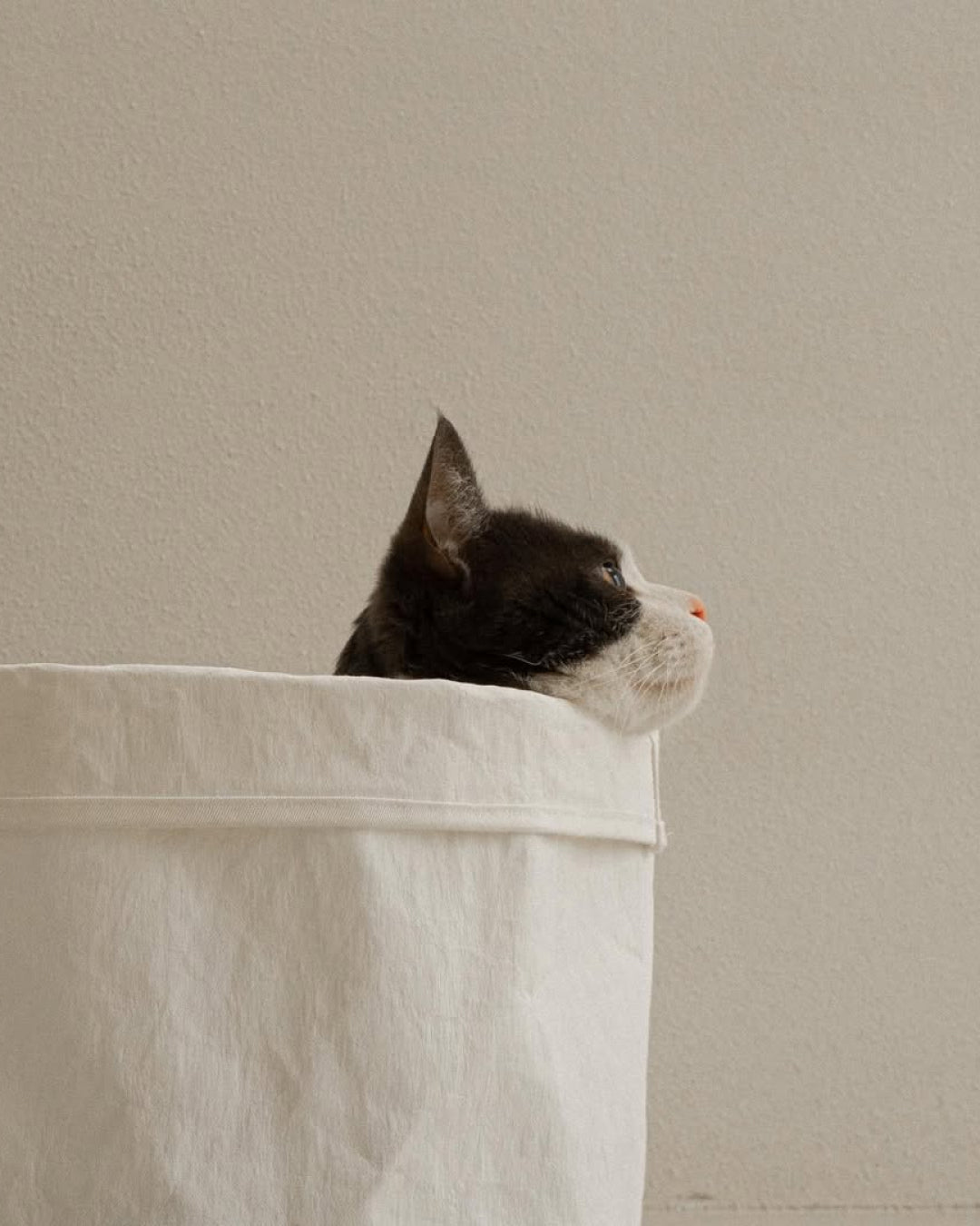 Msdfvs | Soft Pet Sleep Bag for Organized Indoor Resting Spaces