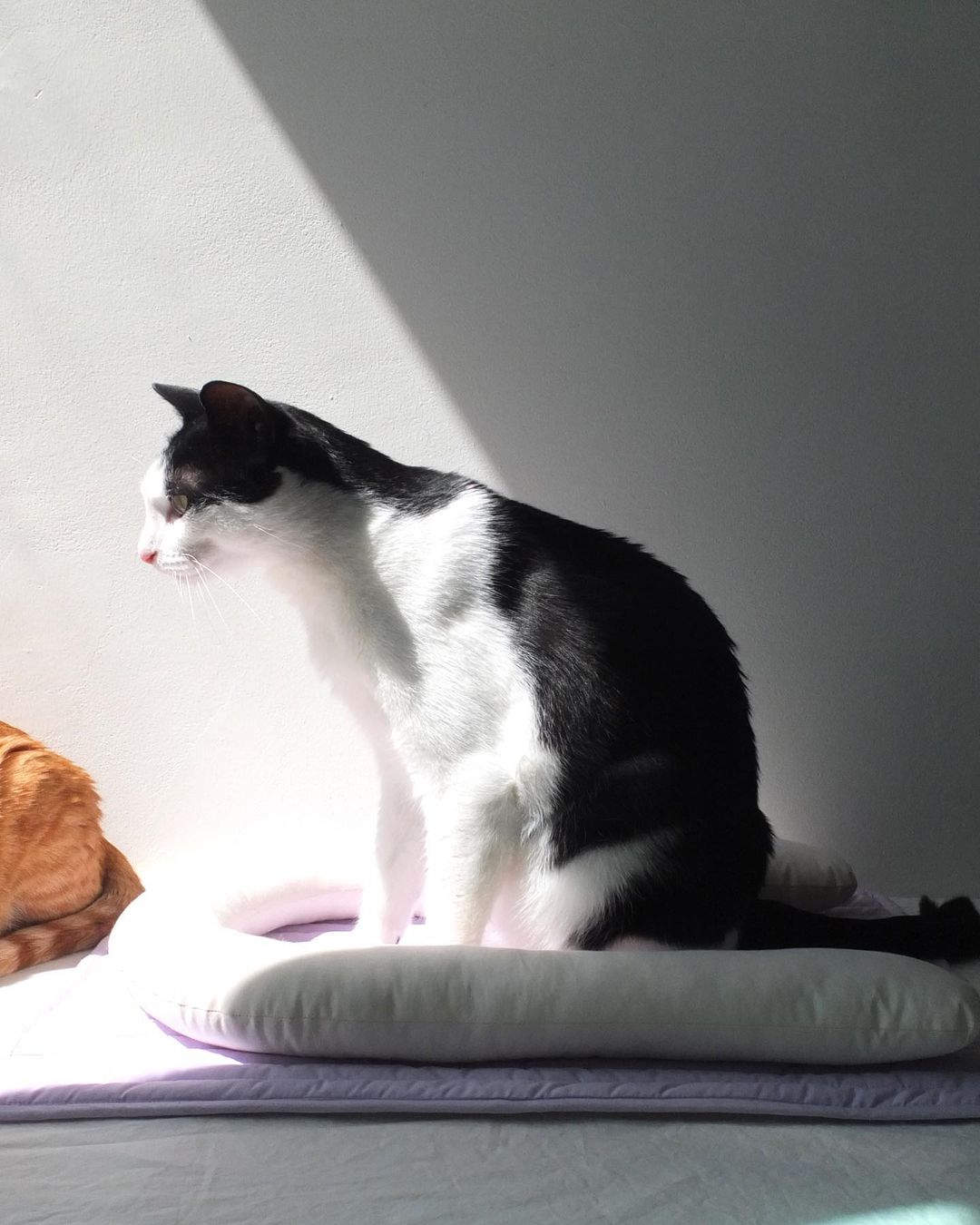 Msdfvs | Lavender-Scented Pet Pillow and Floor Mat for Indoor Resting Areas