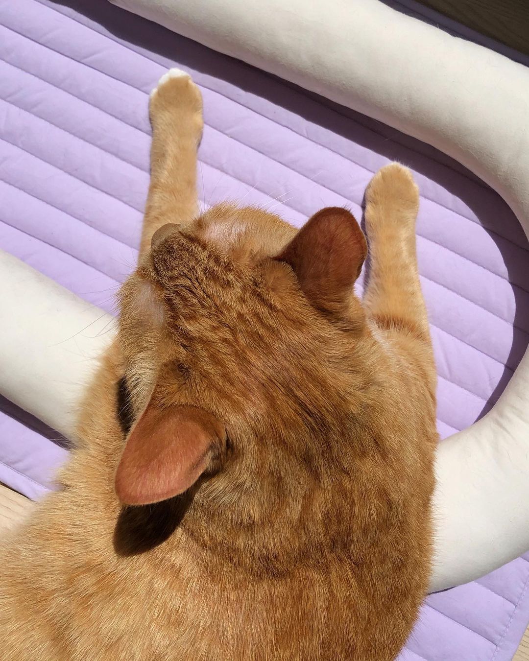 Msdfvs | Lavender-Scented Pet Pillow and Floor Mat for Indoor Resting Areas