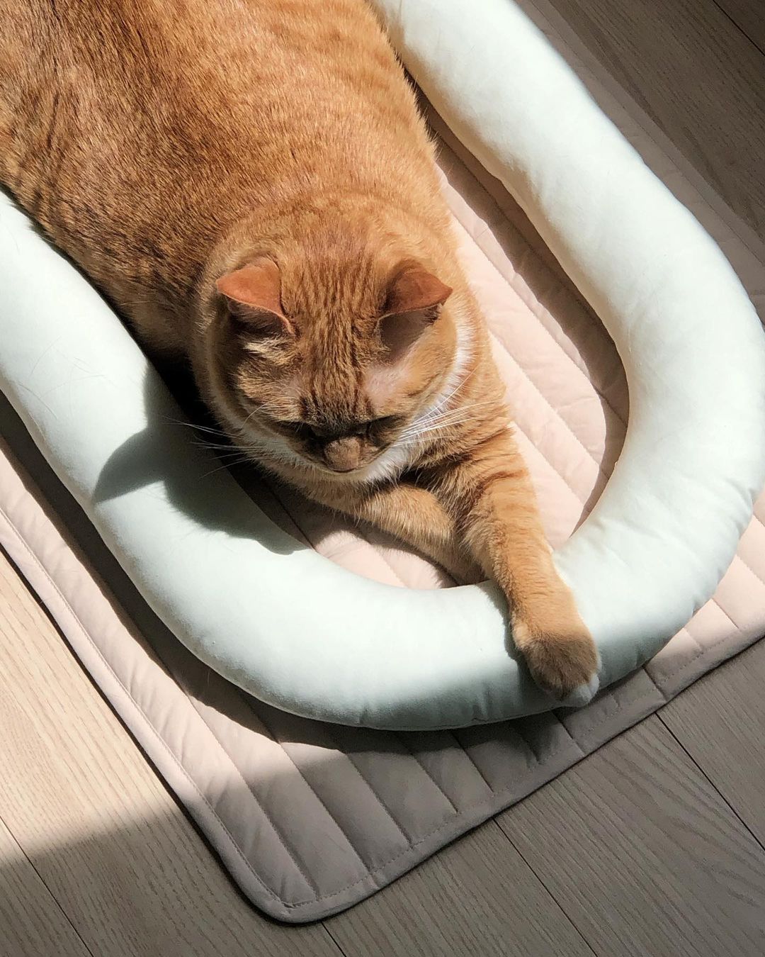 Msdfvs | Mint Tone Pet Pillow and Mat Set for Coordinated Indoor Areas