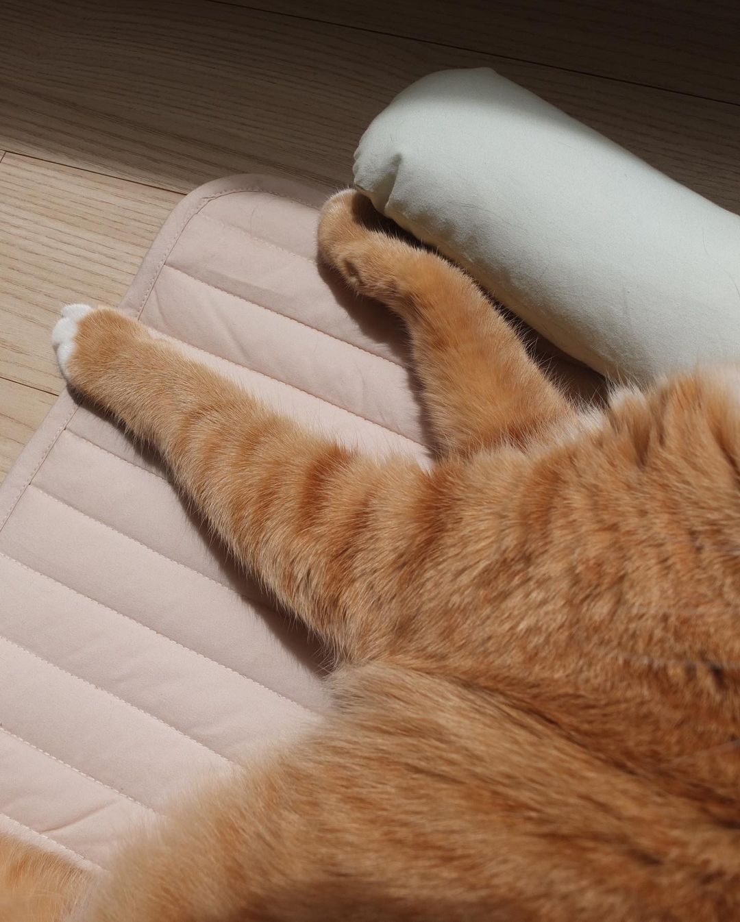 Msdfvs | Mint Tone Pet Pillow and Mat Set for Coordinated Indoor Areas