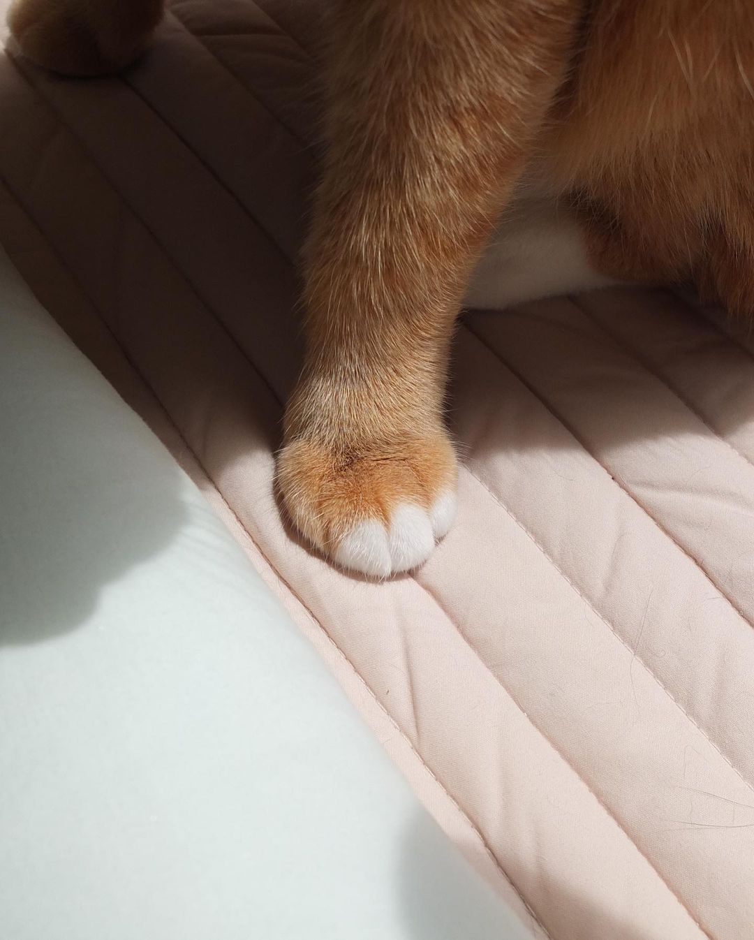 Msdfvs | Mint Tone Pet Pillow and Mat Set for Coordinated Indoor Areas