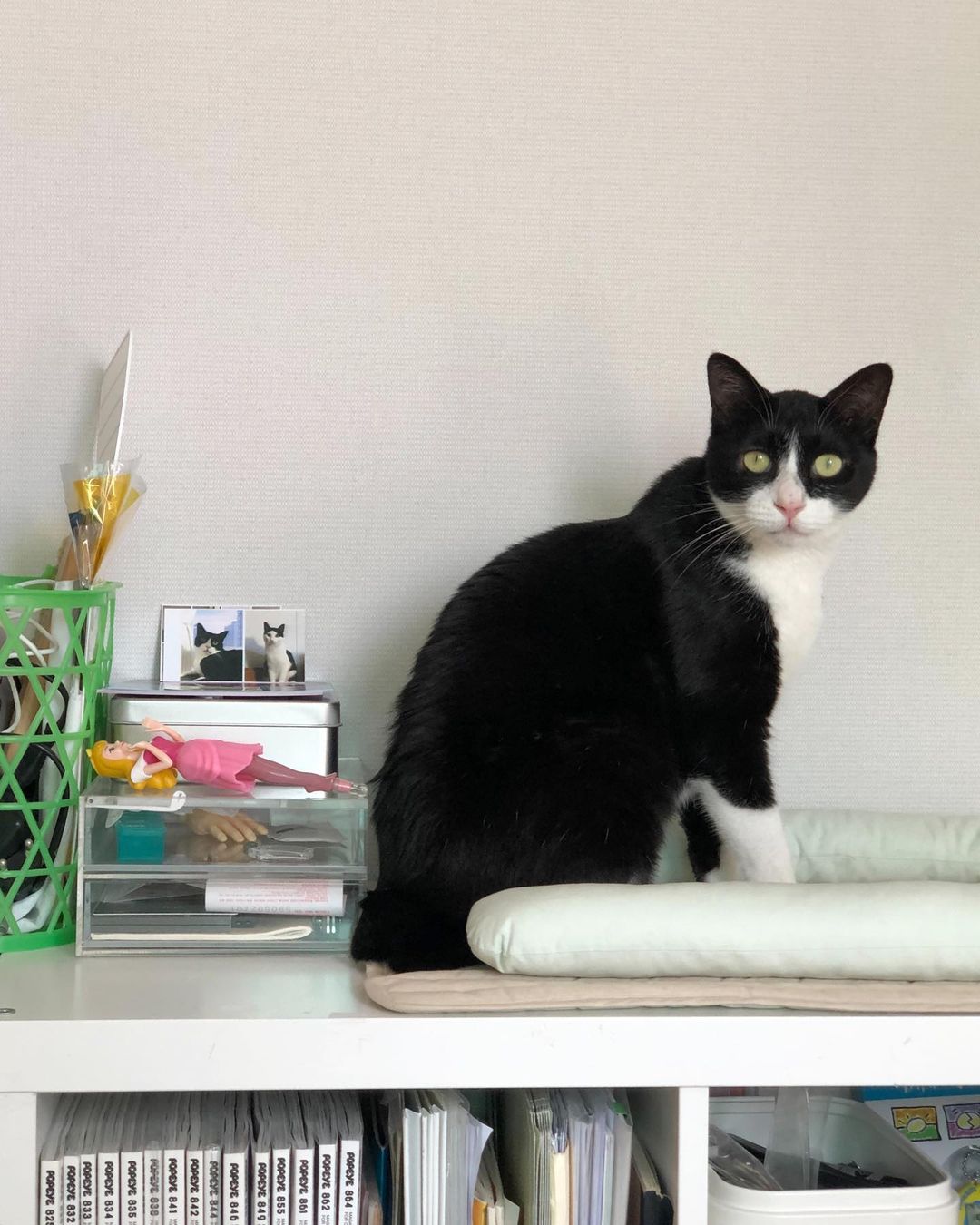 Msdfvs | Mint Tone Pet Pillow and Mat Set for Coordinated Indoor Areas