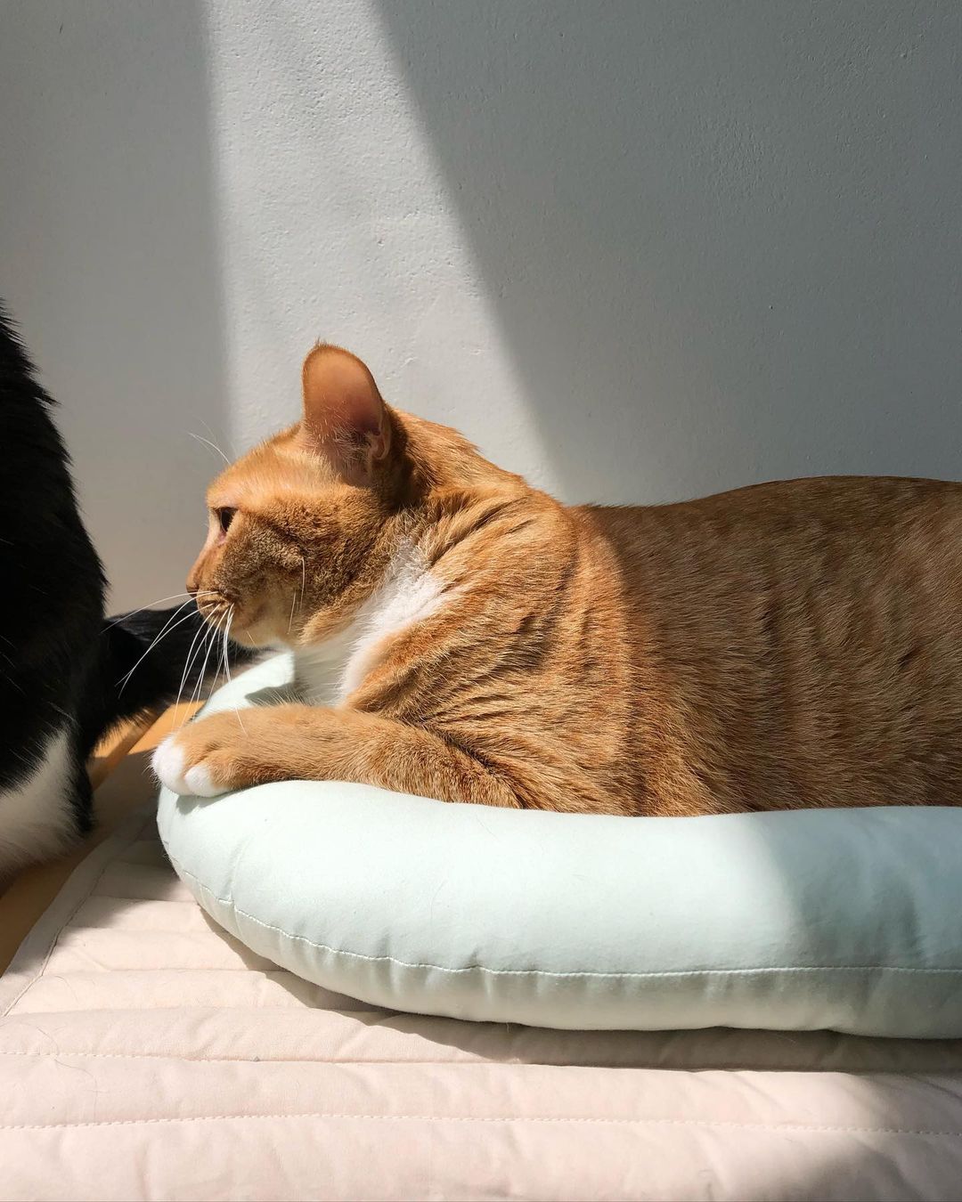 Msdfvs | Mint Tone Pet Pillow and Mat Set for Coordinated Indoor Areas