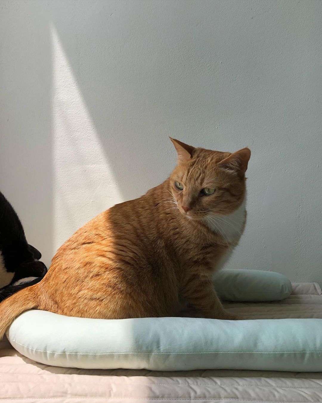 Msdfvs | Mint Tone Pet Pillow and Mat Set for Coordinated Indoor Areas