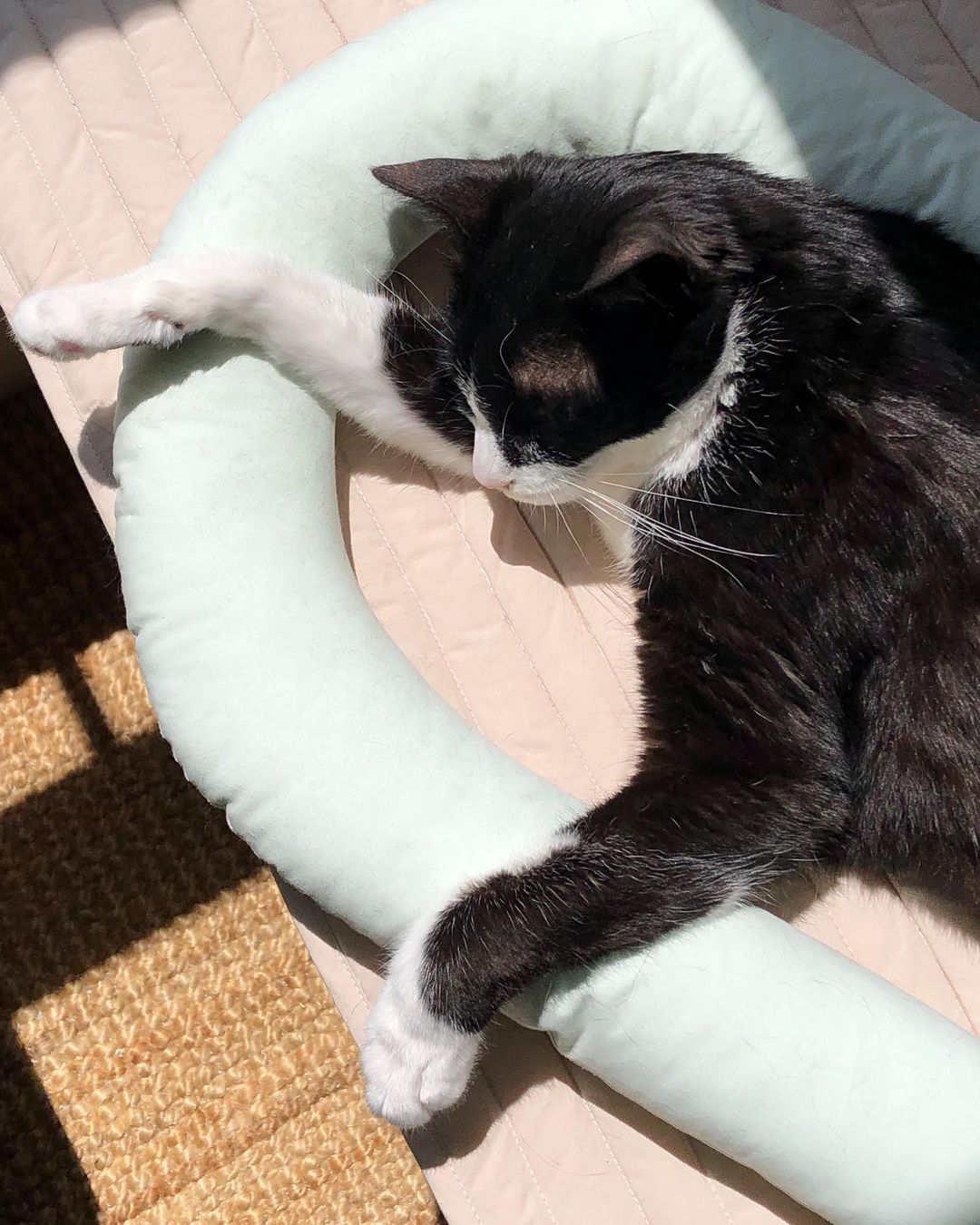 Msdfvs | Mint Tone Pet Pillow and Mat Set for Coordinated Indoor Areas