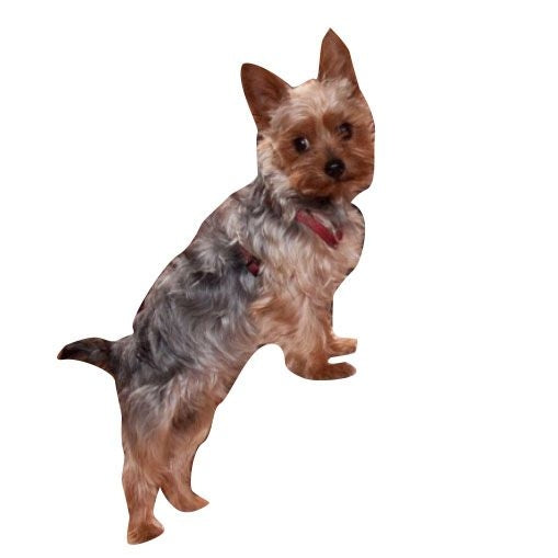 Msdfvs | Medium Pet Steps for Furniture Access, Indoor Step Aid for Dogs and Cats