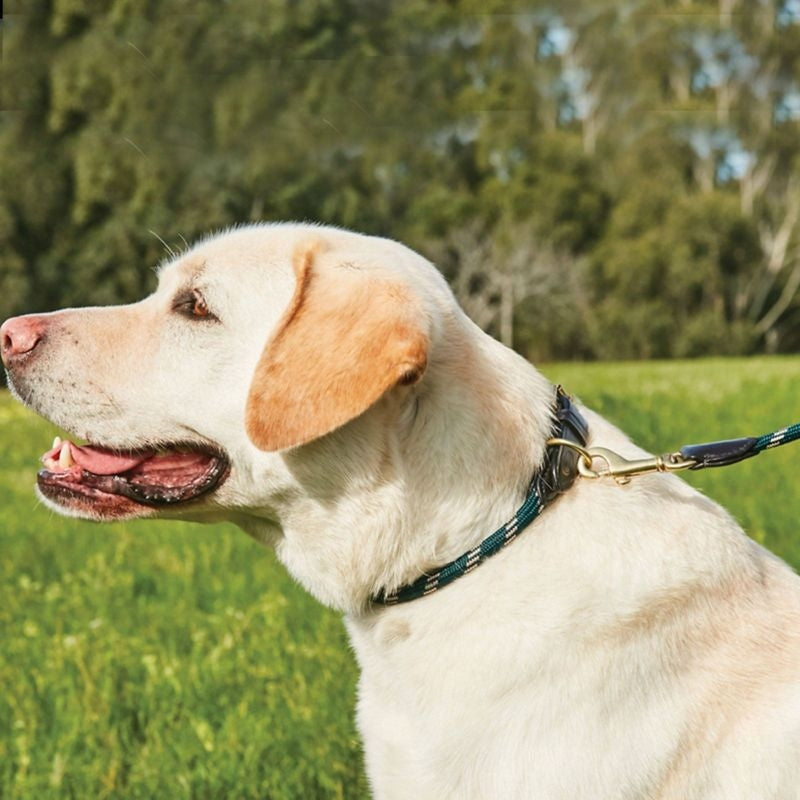 Msdfvs | Adjustable Rope Leather Dog Collar – Hybrid Collar for Routine Use