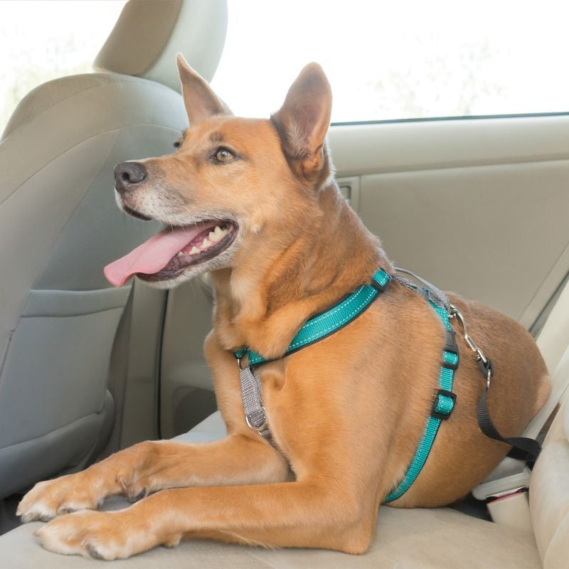 Msdfvs | Multi-Use Dog Harness – 3-in-1 Dog Vest Harness for Everyday Walking