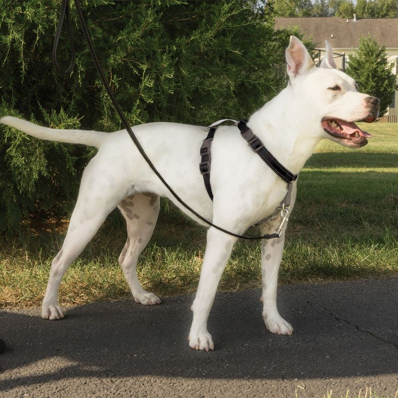 Msdfvs | Multi-Use Dog Harness – 3-in-1 Dog Vest Harness for Everyday Walking