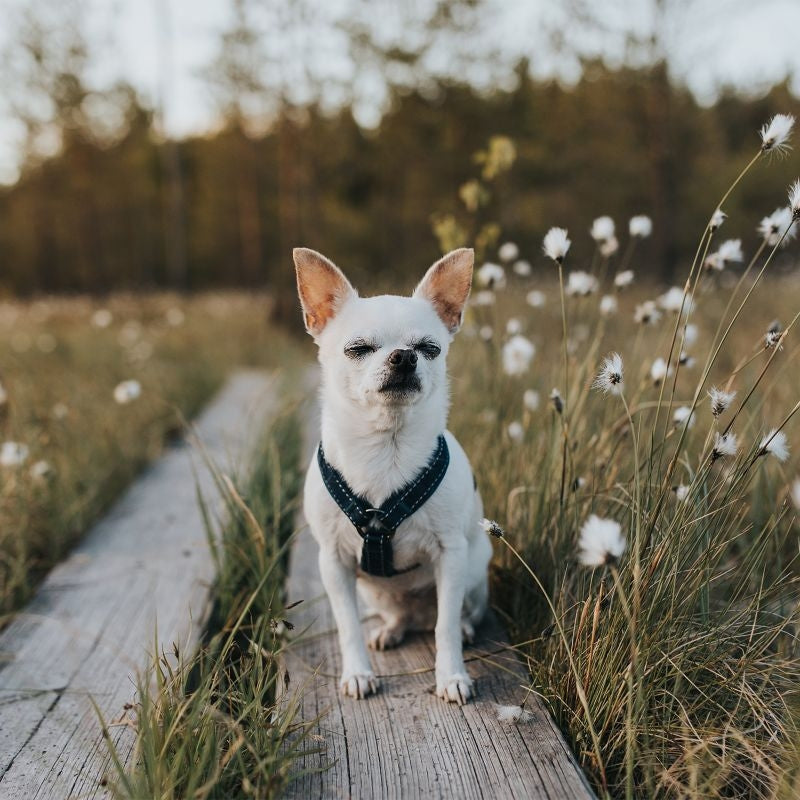 Msdfvs | Adjustable Padded Dog Y Harness for Everyday Walking and Outdoor Activity