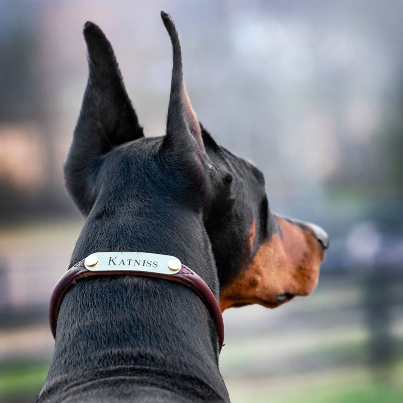 Msdfvs | Custom Rolled Leather Dog Collar with Name Detail, Rounded Design for Daily Use