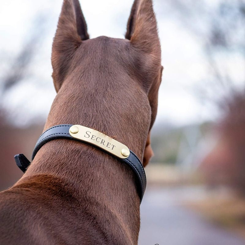 Msdfvs | Flat Leather Dog Collar with Custom Name Detail, Adjustable Pet Collar