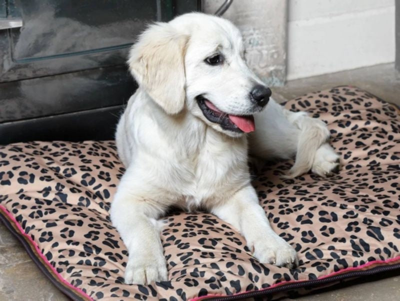 Msdfvs | Waterproof Pet Bed for Small & Medium Dogs – Indoor Durable Lounge Mat, Easy-Clean Dog Cushion