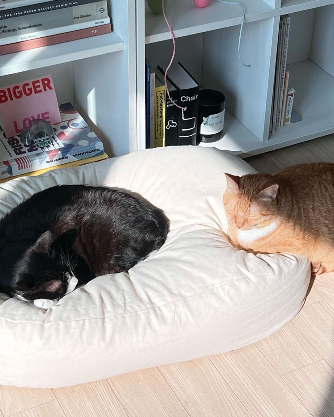 Msdfvs | Double Pouf Style Pet Floor Cushion for Flexible Indoor Placement