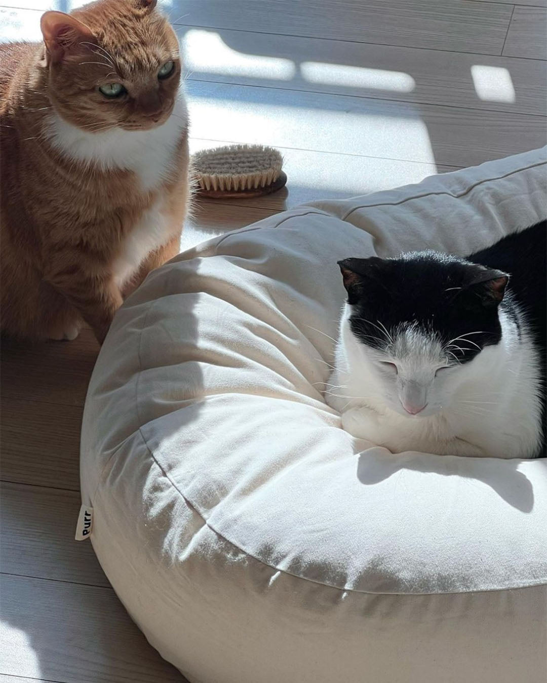 Msdfvs | Double Pouf Style Pet Floor Cushion for Flexible Indoor Placement