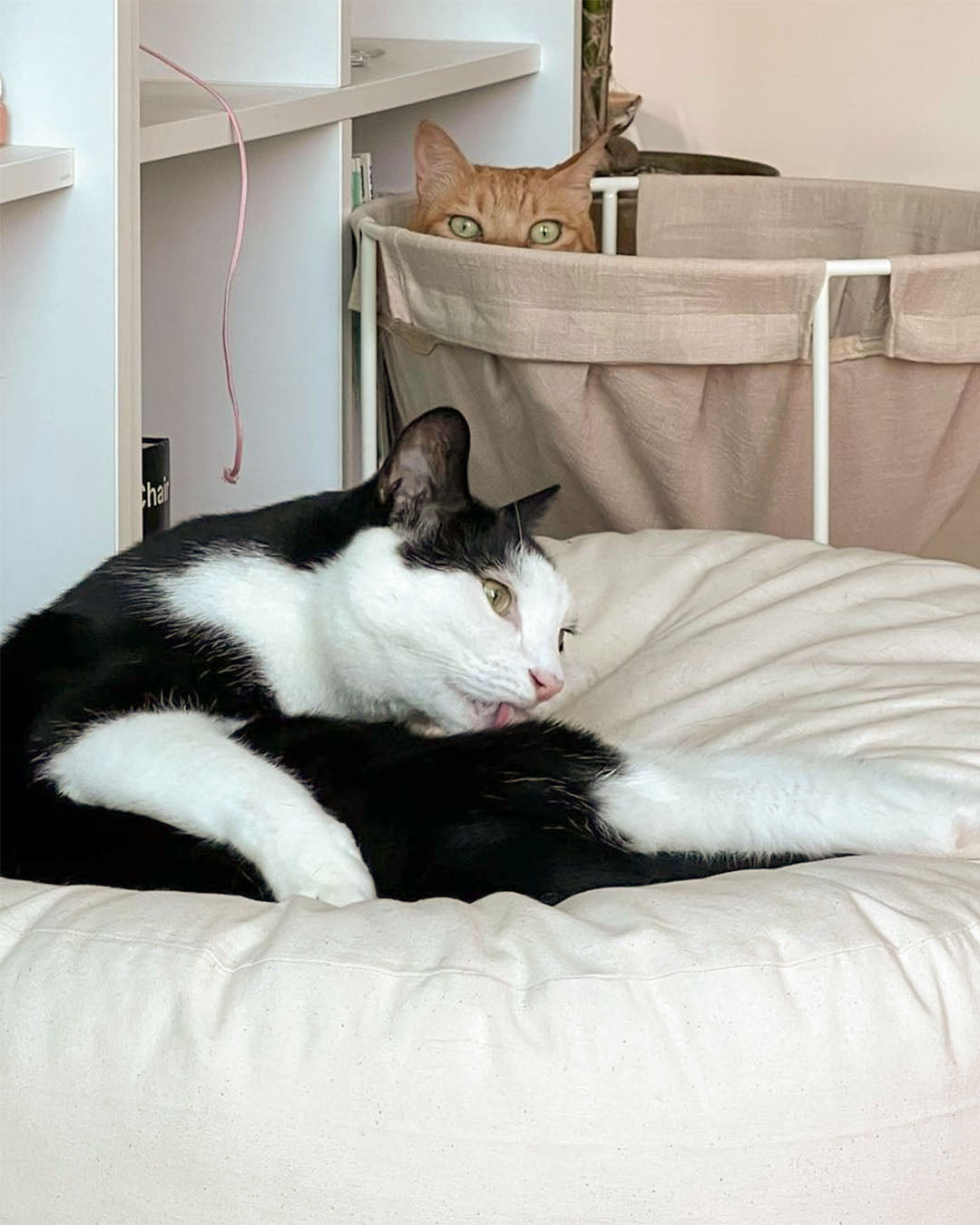 Msdfvs | Double Pouf Style Pet Floor Cushion for Flexible Indoor Placement