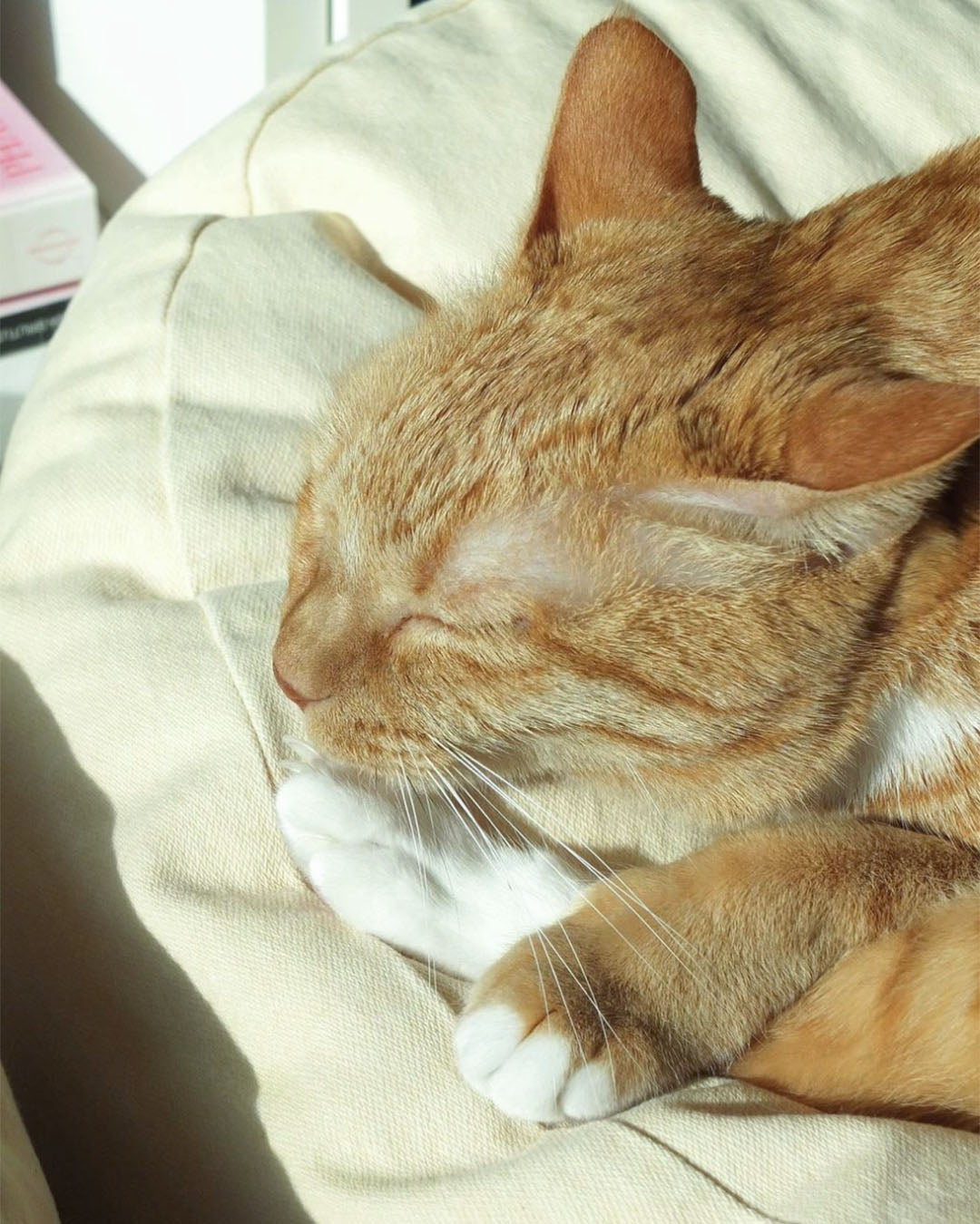 Msdfvs | Double Pouf Style Pet Floor Cushion for Flexible Indoor Placement