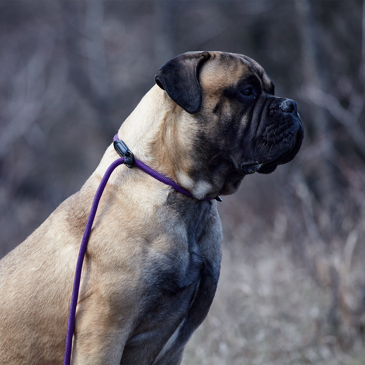 Msdfvs | Round Nylon Slip Lead for Small & Medium Dogs – Quick-Adjust Training & Outdoor Adventure Leash