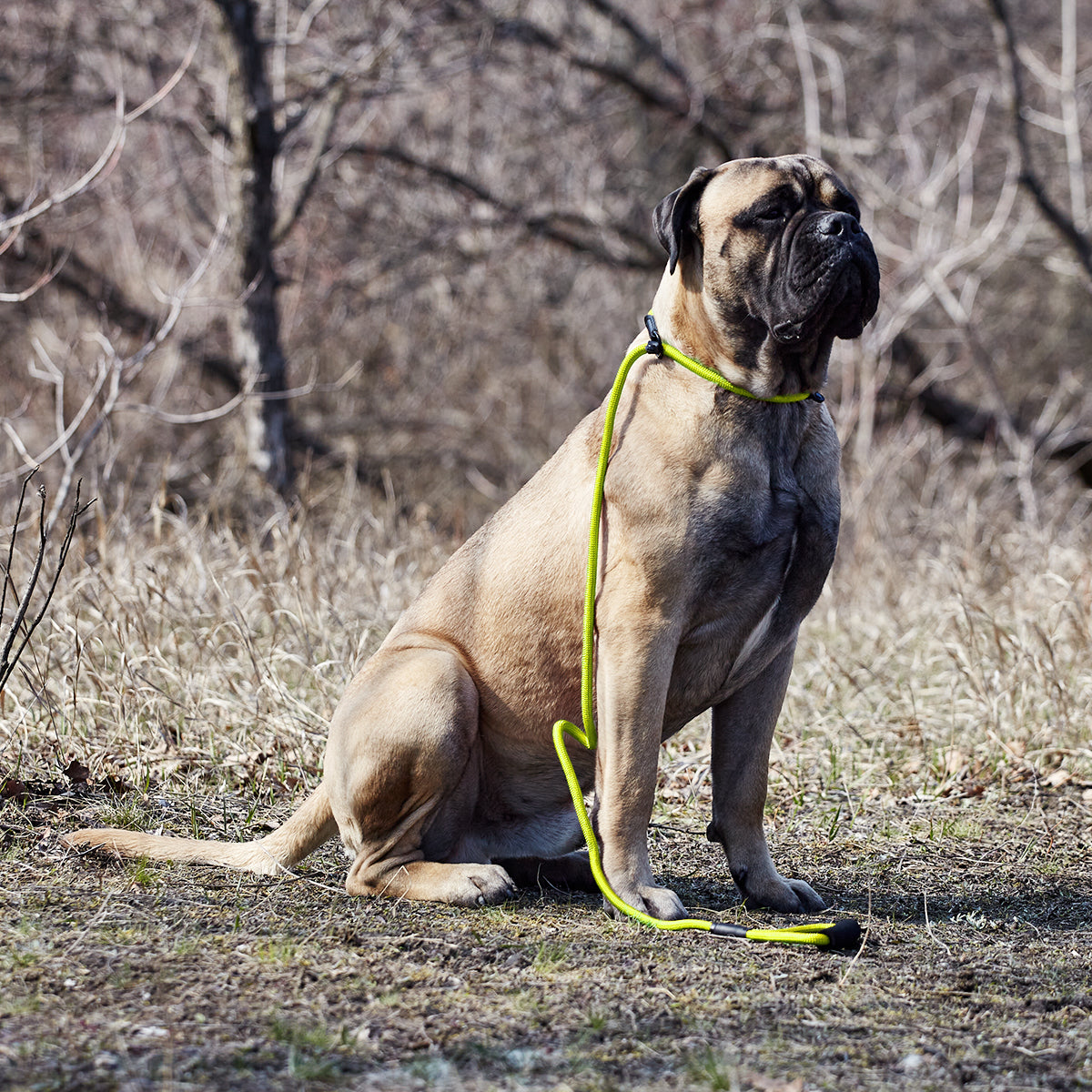 Msdfvs | Round Nylon Slip Lead for Small & Medium Dogs – Quick-Adjust Training & Outdoor Adventure Leash