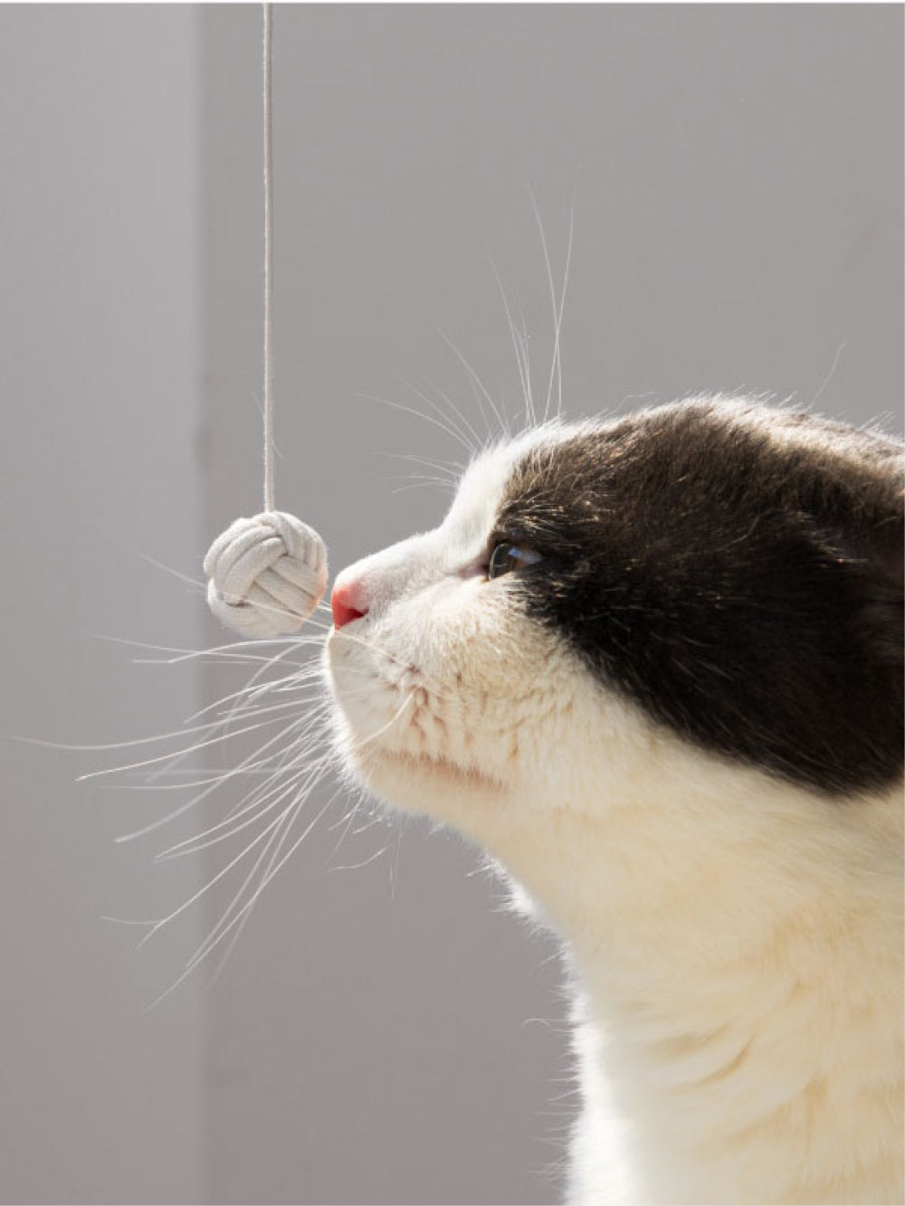 Msdfvs | Hanging Pet Hammock for Elevated Indoor Resting Spaces