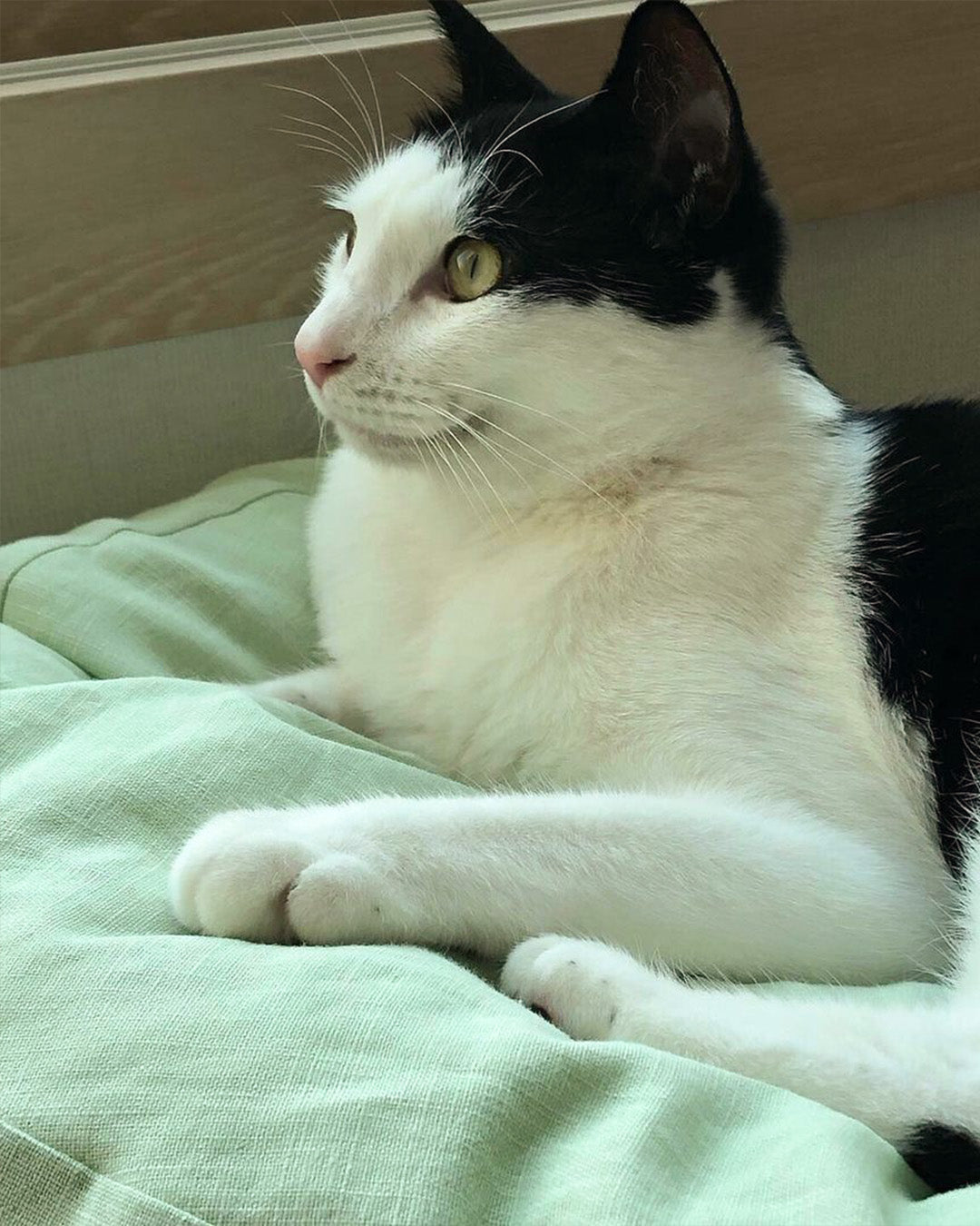 Msdfvs | Mint Tone Pet Pouf Cushion for Everyday Indoor Living Areas