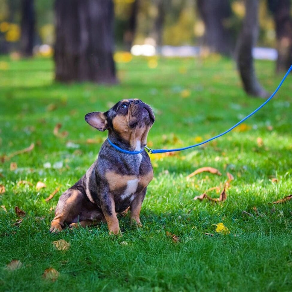 Msdfvs | Soft Leather Round Dog Lead – Urban Walks, Training & Outdoor Adventures